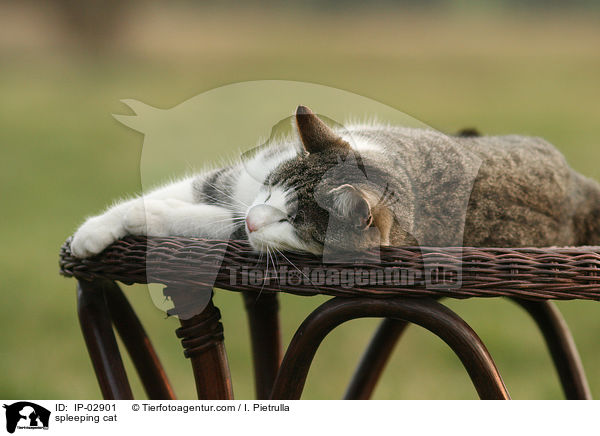 spleeping cat / IP-02901