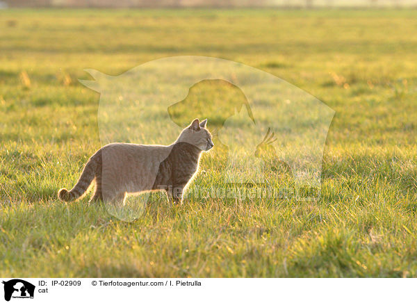 Hauskatze / cat / IP-02909