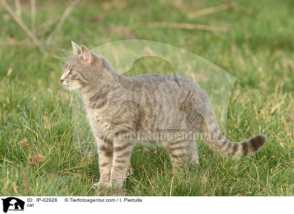 cat / IP-02928