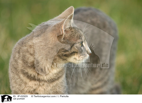 cat portrait / IP-02929