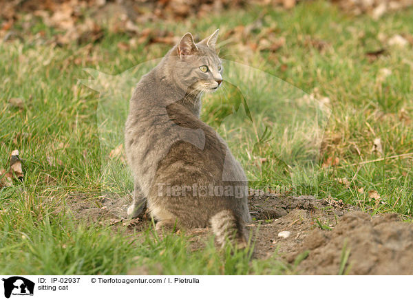 sitting cat / IP-02937