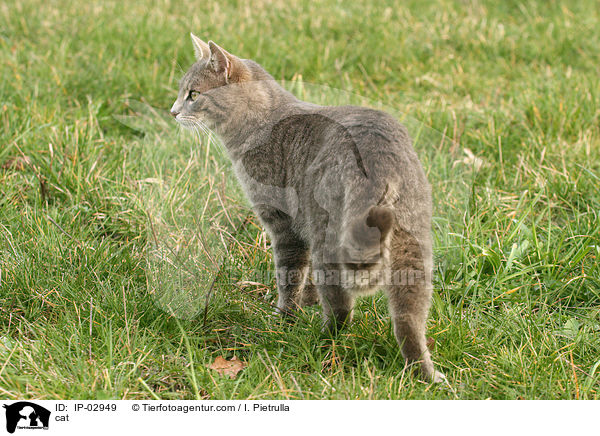 cat / IP-02949