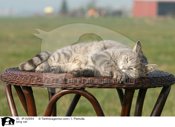 lying cat / IP-02954