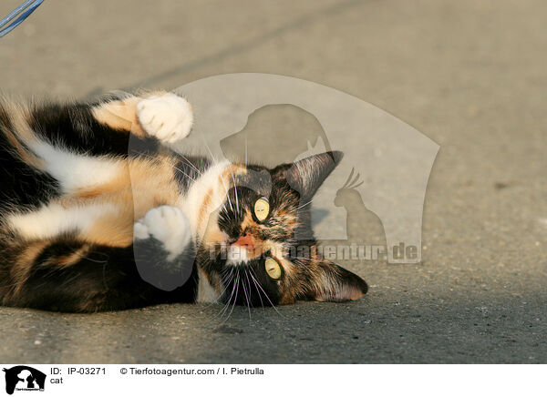 Hauskatze / cat / IP-03271