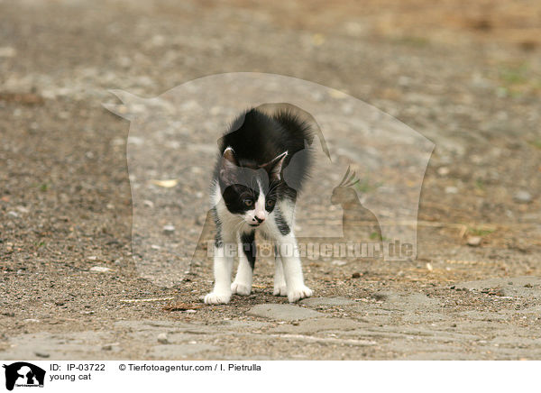 young cat / IP-03722