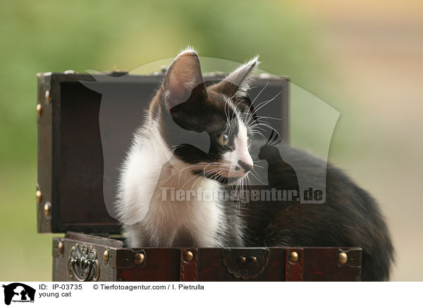 junge Katze / young cat / IP-03735