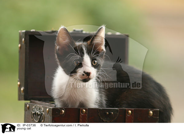 junge Katze / young cat / IP-03736
