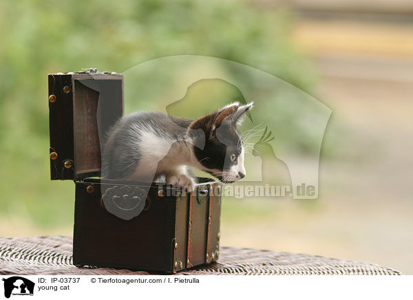 junge Katze / young cat / IP-03737