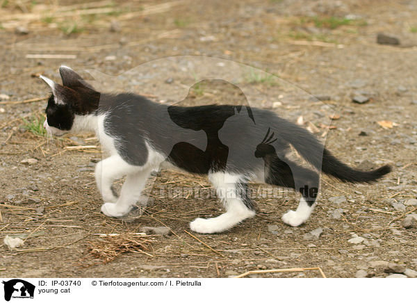 young cat / IP-03740