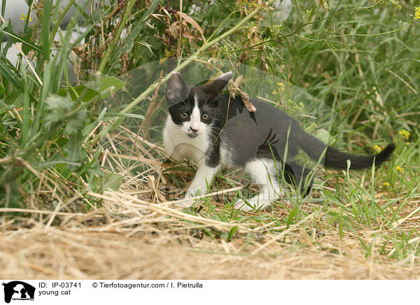 young cat / IP-03741