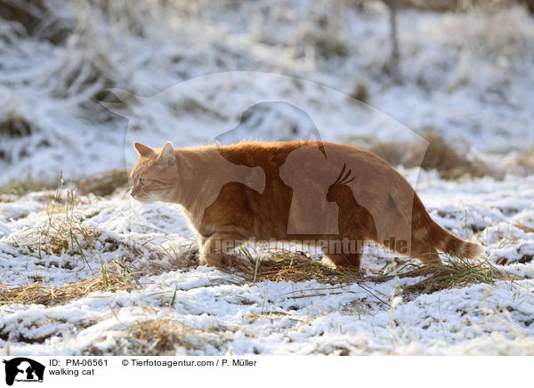 walking cat / PM-06561