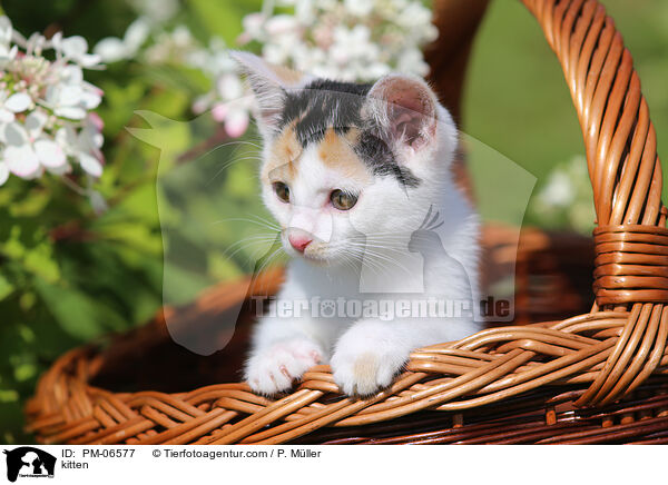 kitten / PM-06577