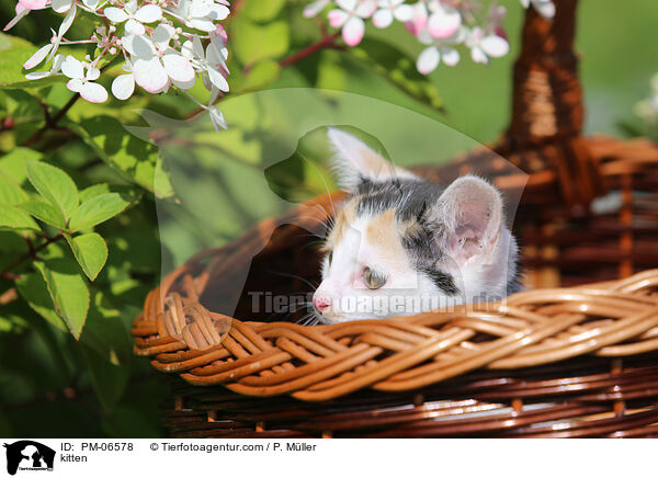 kitten / PM-06578