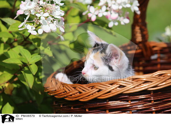 kitten / PM-06579