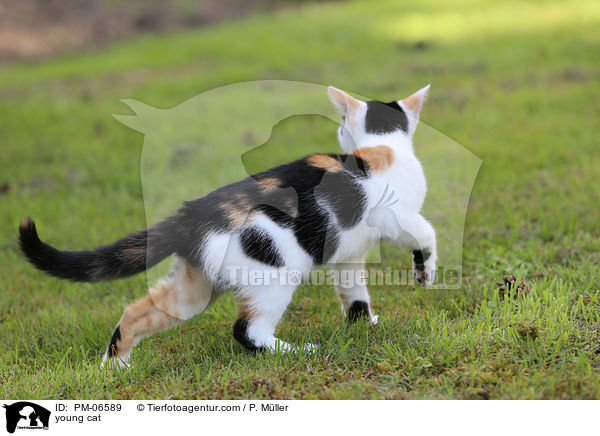 junge Hauskatze / young cat / PM-06589