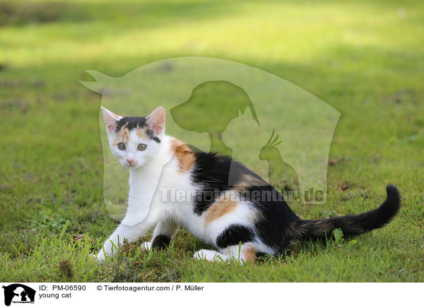 young cat / PM-06590