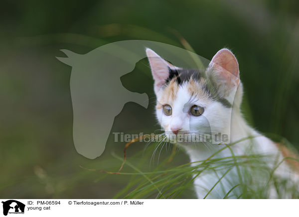 young cat / PM-06594