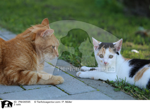 2 cats / PM-06595