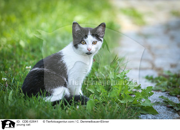 young cat / CDE-02641