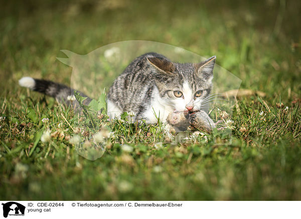young cat / CDE-02644