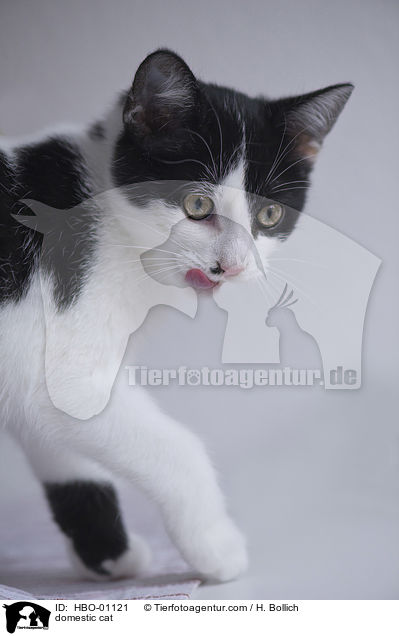 domestic cat / HBO-01121