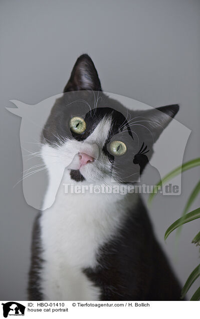 house cat portrait / HBO-01410