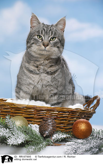 sitting domestic cat / RR-97995