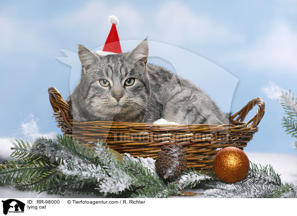 lying cat / RR-98000