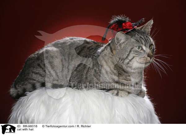 cat with hat / RR-98016