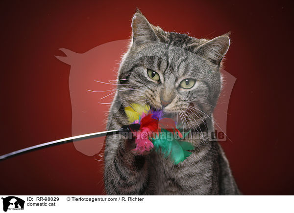 Hauskatze / domestic cat / RR-98029