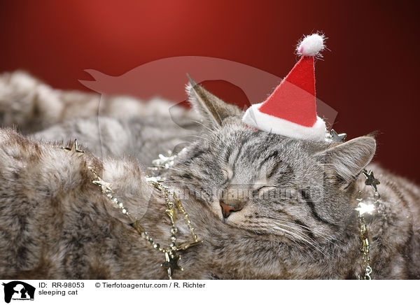 schlafende Katze / sleeping cat / RR-98053