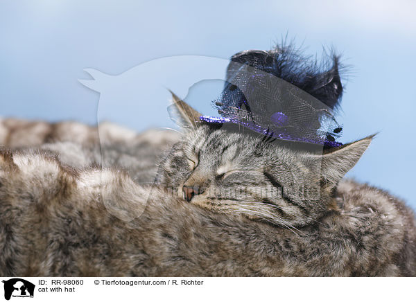 cat with hat / RR-98060