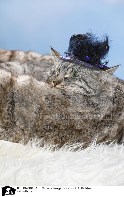 cat with hat / RR-98061