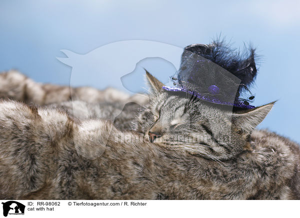cat with hat / RR-98062