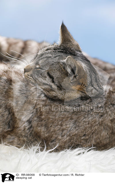 sleeping cat / RR-98068