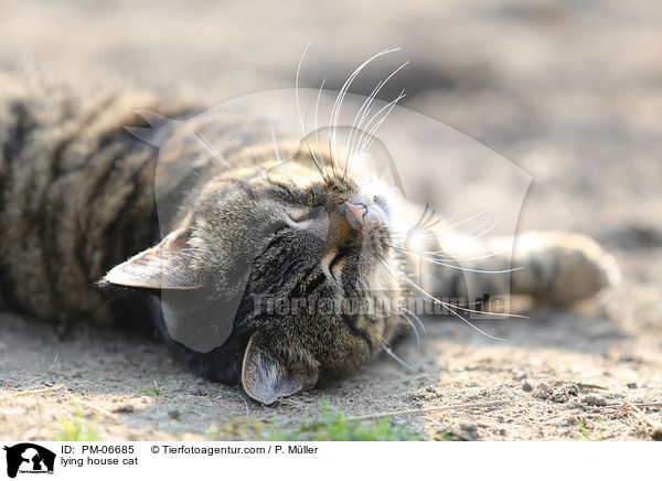 lying house cat / PM-06685