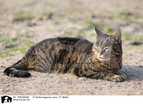 lying house cat / PM-06686