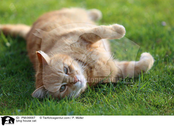 lying house cat / PM-06687
