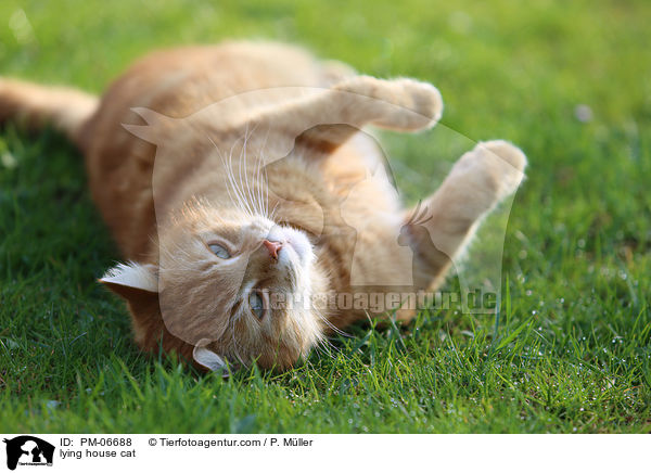 lying house cat / PM-06688