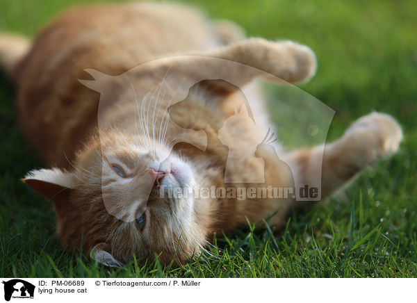 lying house cat / PM-06689