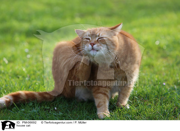 house cat / PM-06692