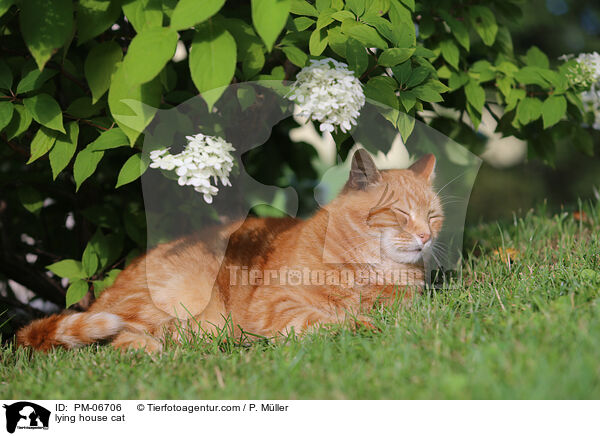 lying house cat / PM-06706