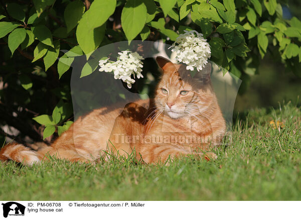lying house cat / PM-06708