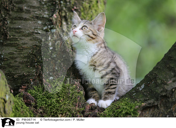 young house cat / PM-06714