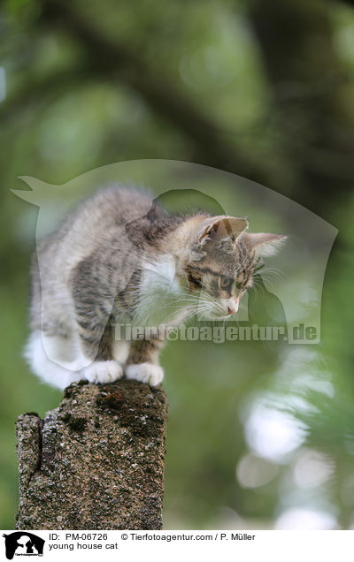 young house cat / PM-06726