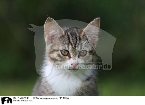young house cat / PM-06741