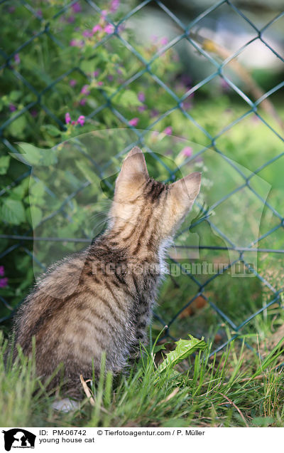 young house cat / PM-06742
