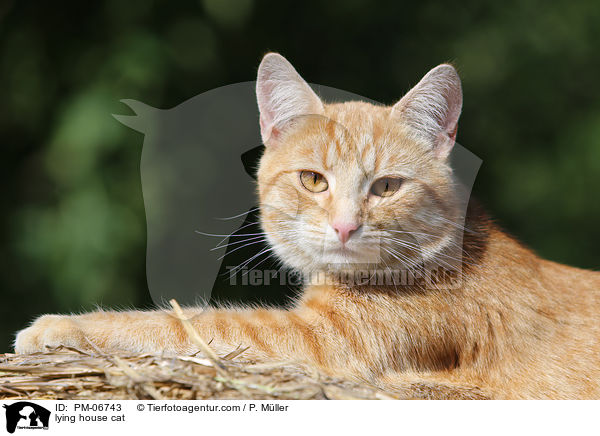 lying house cat / PM-06743