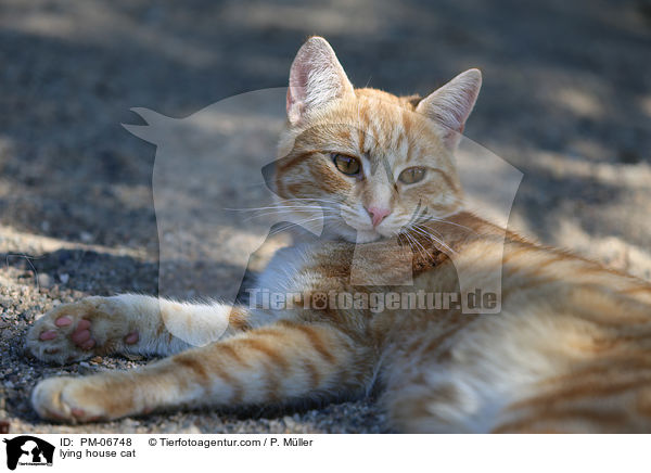 lying house cat / PM-06748