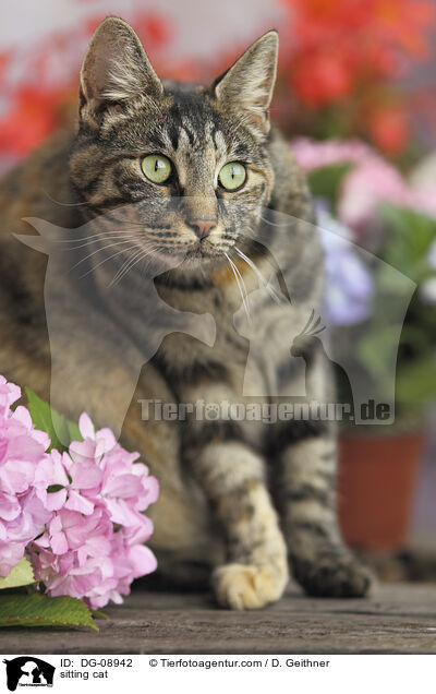 sitting cat / DG-08942